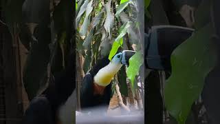 ChannelBilled Toucan Natures Colorful Gem  Birds  wildlife 2024 [upl. by Lancaster154]