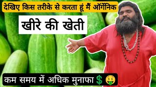 जैविक तरीके से खीरे की फसल करने कि Technique 🥒 cucumber farming [upl. by Shaffer]