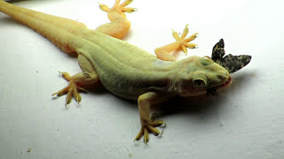 Lizard eating Butterfly Close Up Zoom Video  House Gecko Chipkali [upl. by Korb]