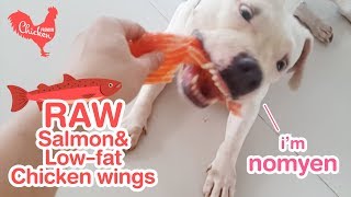 dogs eat raw meaty bone salmon and raw low fat chicken wings ASMR [upl. by Everrs484]