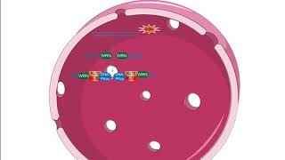 Non homologous end joining pathway Creative Diagnostic [upl. by Eidua]