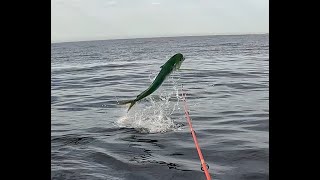 Pêche magnifique dorade coryphène en kayak au leurre [upl. by Lipps]