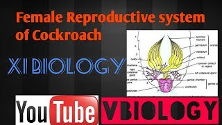 Cockroach reproductive system  female  XI BIOLOGY  CBSE  NEET  AIIMS [upl. by Tracie]