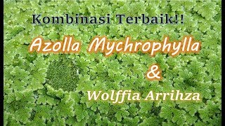 Tanam Campur Azolla Mychrophylla dan Wolffia Arrihza [upl. by Melak]