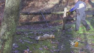 Likely Rabid Coyote Killed In Ossining [upl. by Tindall996]