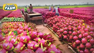 INCREDIBLE Dragon Fruit Harvesting And Production  Cultivation and Pitaya Juice Process in Factory [upl. by Annaira]