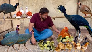 Ground Birds Farming Vulturine Guineafowl Pheasant Dakhni Teetar Hatching Eggs Hsn Entertainment [upl. by Vashtee]