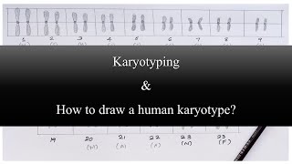 What is Karyotyping and How to draw a human karyotype [upl. by Tamarah]