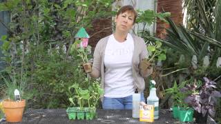 Homemade Remedy for Mildew on Cucumber Plants  Garden Space [upl. by Adyeren73]