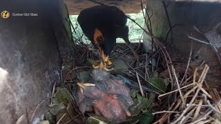 Common myna Birds Feed the baby in the nest well  16  Review Bird Nest [upl. by Seuqram]