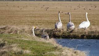 whooper swan family [upl. by Lyrem737]