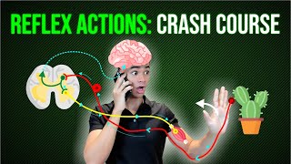 Nervous System Crash Course Reflex Actions [upl. by Laet]