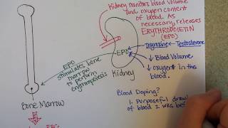 Erythropoiesis Red Blood Cell Formation [upl. by Trev]