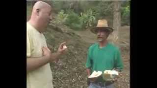 Zimmern Vs Durian [upl. by Latreshia]