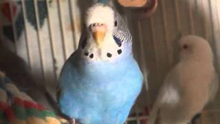 Female BudgieParakeet Chirping Cotton [upl. by Loria438]