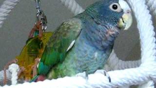 Sachi my pionus parrot [upl. by Litta]