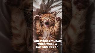 cats snoring meaning  Why does my cat sound like hes snoring cat cats kitten AmazingFacts807 [upl. by Gabi805]