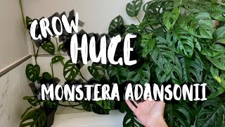 Monstera Adansonii Houseplant Care  Monstera Adansonii Plant Tips amp Tricks [upl. by Ahsimal]