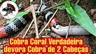 Cobra Coral devora Cobra de 2 Cabeças  Biólogo Henrique o Biólogo das Cobras [upl. by Tnerb500]