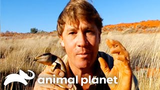 Steve Irwin Encounters Cute Lizards amp Deadly Snakes  Crocodile Hunter  Animal Planet [upl. by Conrado205]