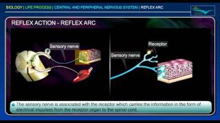 Reflex Arc Reflex Action [upl. by Guillemette]