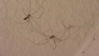 daddy long legs spider couple arent they cute [upl. by Ennayrb]