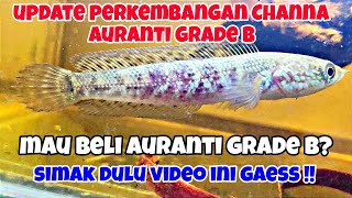 Update Perkembangan Channa Auranti grade B  yang mau beli channa Auranti Grade B wajib nonton nih [upl. by Irmgard]