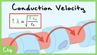 Myelin And Axon Diameter Effect On Action Potential Conduction Velocity Schwann Cells  Clip [upl. by Akirdna]