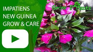 Impatiens New Guinea  grow and care Impatiens hawkeri [upl. by Arraes]