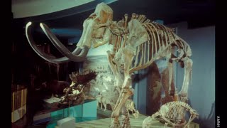 The Extinct Ice Age Mammals of North America [upl. by Natsirk]