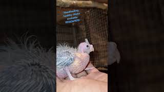 Cocktail handfeeding healthy chicks available patchless white series peral and pied WhatsApp for [upl. by Marsha74]