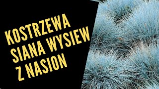 Trawy ozdobne  kostrzewa siana Wysiew z nasion [upl. by Nomyar761]