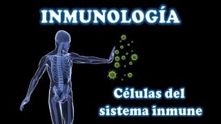 INMUNOLOGÍA 2 Células del sistema inmune [upl. by Bouzoun]