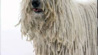 Dog Breeds  Komondor Dogs 101 Animal Planet [upl. by Anilram448]