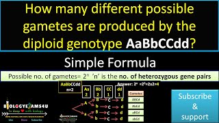 How many different possible gametes are produced by the diploid genotype AaBbCCddGenetics Problems [upl. by Mosley]