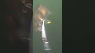 Oromocto Lake Smallmouth Bass Underwater Strike Footage Part 1 fishing fish fishingvideo [upl. by Ayekam]