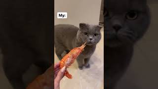 Normal cats vs my cat shrimp challenge [upl. by Theona98]