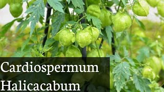 Cardiospermum halicacabum [upl. by Ogg]