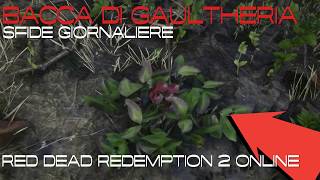 RDR2 Online  BACCA DI GAULTHERIA  Sfide Giornaliere ITA [upl. by Enilauqcaj]