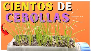 Como GERMINAR CEBOLLA en CASA 🧅 Paso a PASO [upl. by Eltsirk]