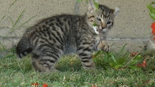 Lynx Hybrid  Exotic Lynx kittens A Rare Breed [upl. by Ram870]