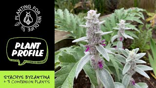 Plant profile  Stachys Byzantina  3 companion plants [upl. by Markiv]