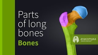 Parts of long bones [upl. by Granville86]