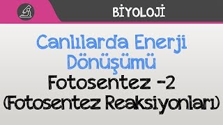 Canlılarda Enerji Dönüşümü  Fotosentez 2 Fotosentez Reaksiyonları [upl. by Rahs]