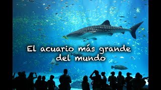 Acuario de Georgia  Atlanta el acuario más grande del mundo [upl. by Lura]