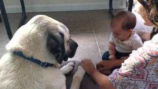 Kangal With A Baby [upl. by Erret303]