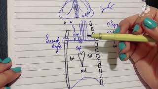 Mediastinum  Divisions Boundaries Contents amp Clinicals  Mediastinal syndrome [upl. by Lamberto263]