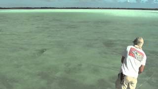 Fly fishing for Tarpon in Key West [upl. by Trela]