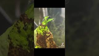 Hydra eating copepods in water column aquarium Hydra refugium [upl. by Alleacim717]