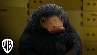 Creatures Niffler  Fantastic Beasts and Where to Find Them  Warner Bros Entertainment [upl. by Ely]